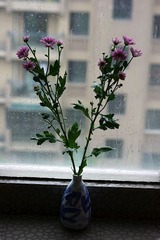 雏菊听雨2