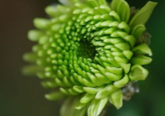微距雏菊2