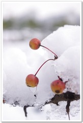 雪中相思果