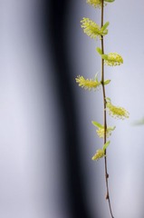 三月柳色12