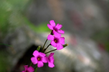紫花6