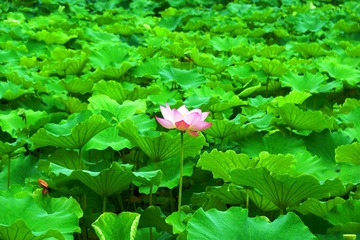 DSC00258_