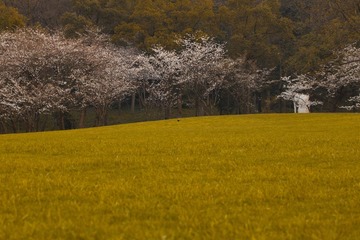 中间有只小鸟