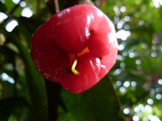 P1130397