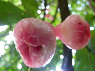 P1130398
