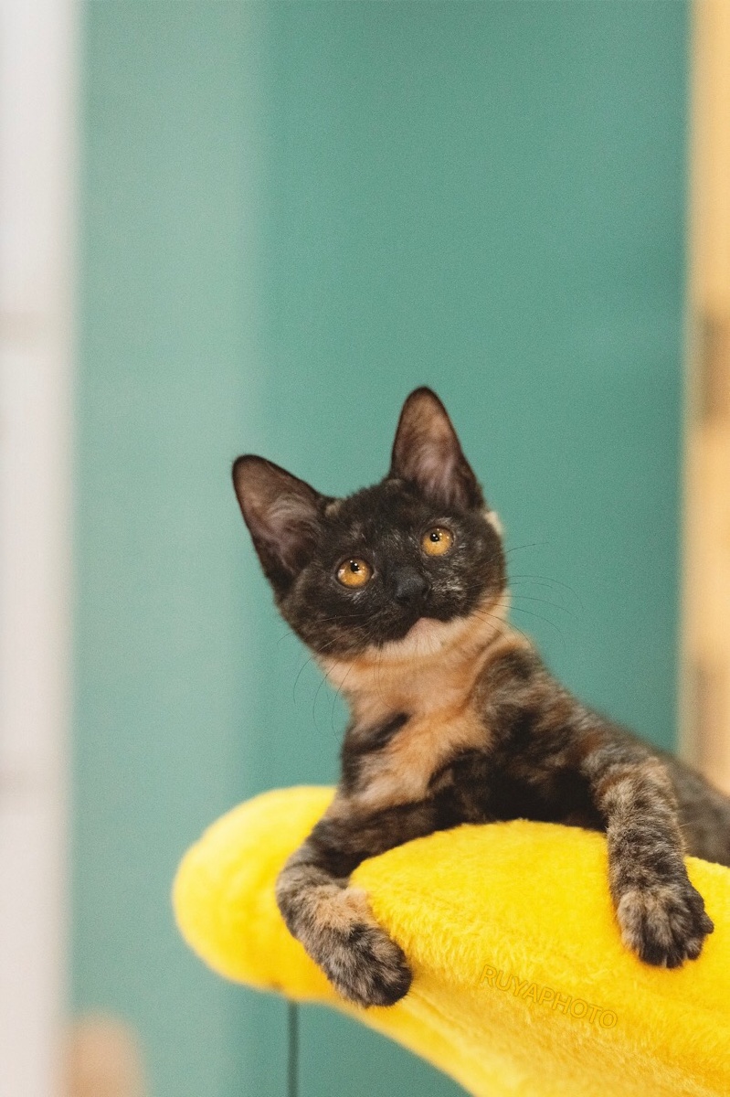 鲶鱼脸玳瑁可爱暴了待领养