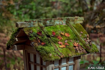 _DSC4066