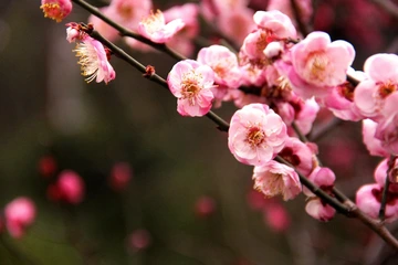 春节楼下拍楼下的