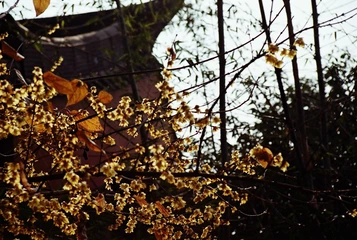 梅花