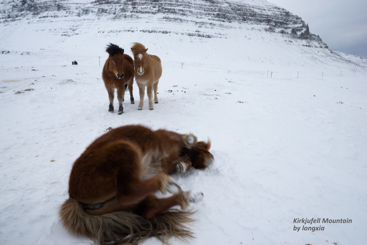 马 - 动物, 索尼, 草帽山, 马 - 海边的龙虾