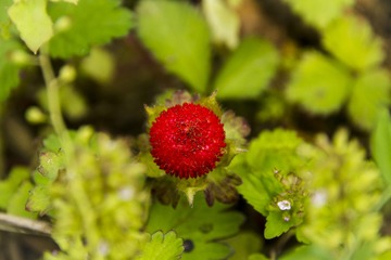 IMG_0669_
