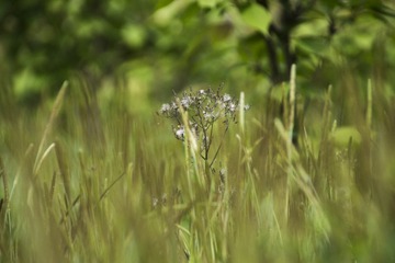 IMG_0688_