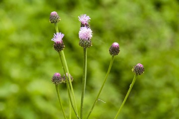 IMG_0635_