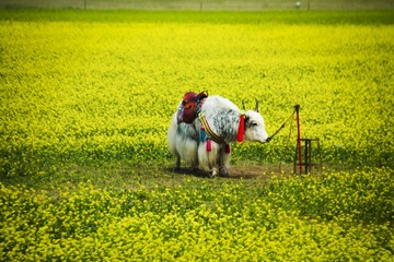 “IMG_9737”为智能对象-1