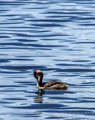 IMG_3731-1