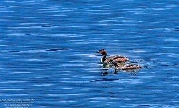 IMG_3736-1