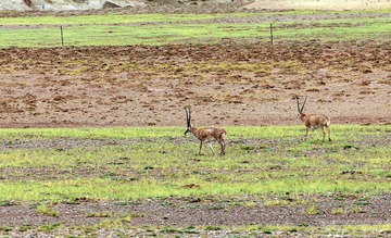 IMG_3954-1