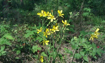 野花
