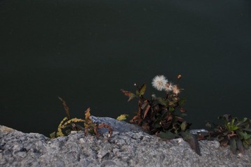 DSC_0125.JPG