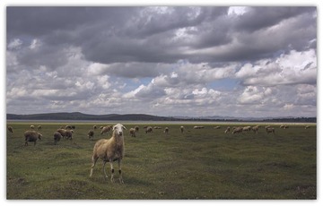 IMG_0175_