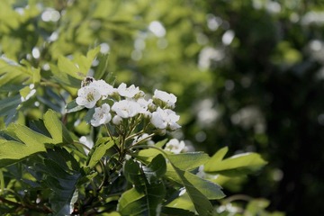 山楂花