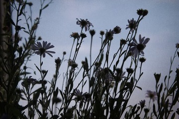 IMG_4036_