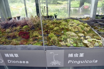 树枝遮天