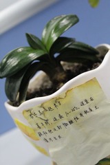 达木兰
