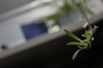 兰花