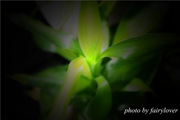 IMG_0742_