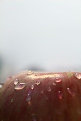 苹果