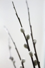 植物