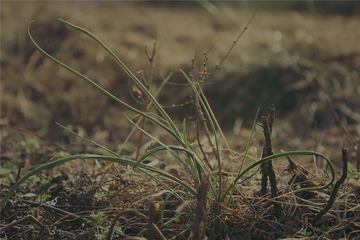 小草
