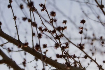 芽