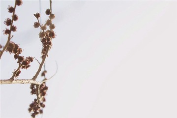 芽