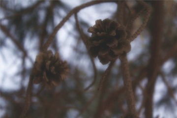 松花