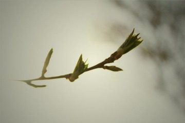 嫩芽