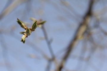 嫩芽