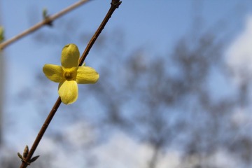 迎春花