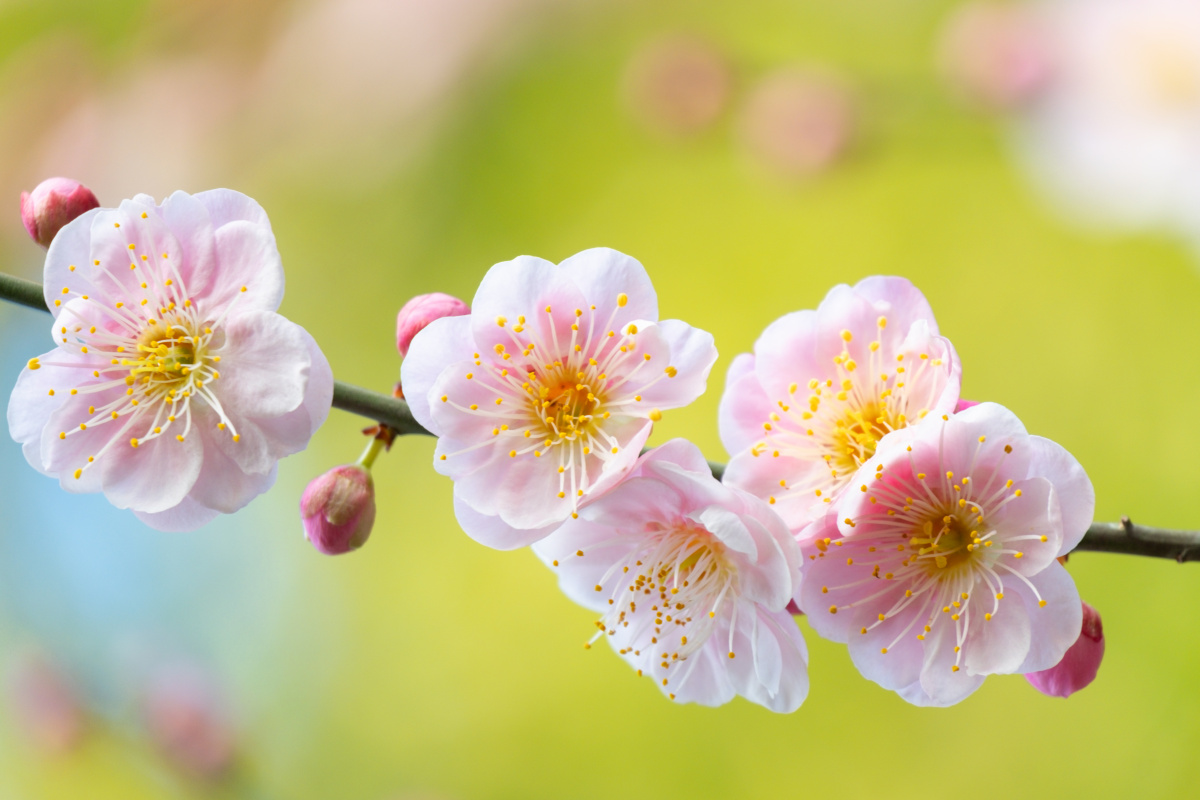 梅花- onedayfoto - 图虫