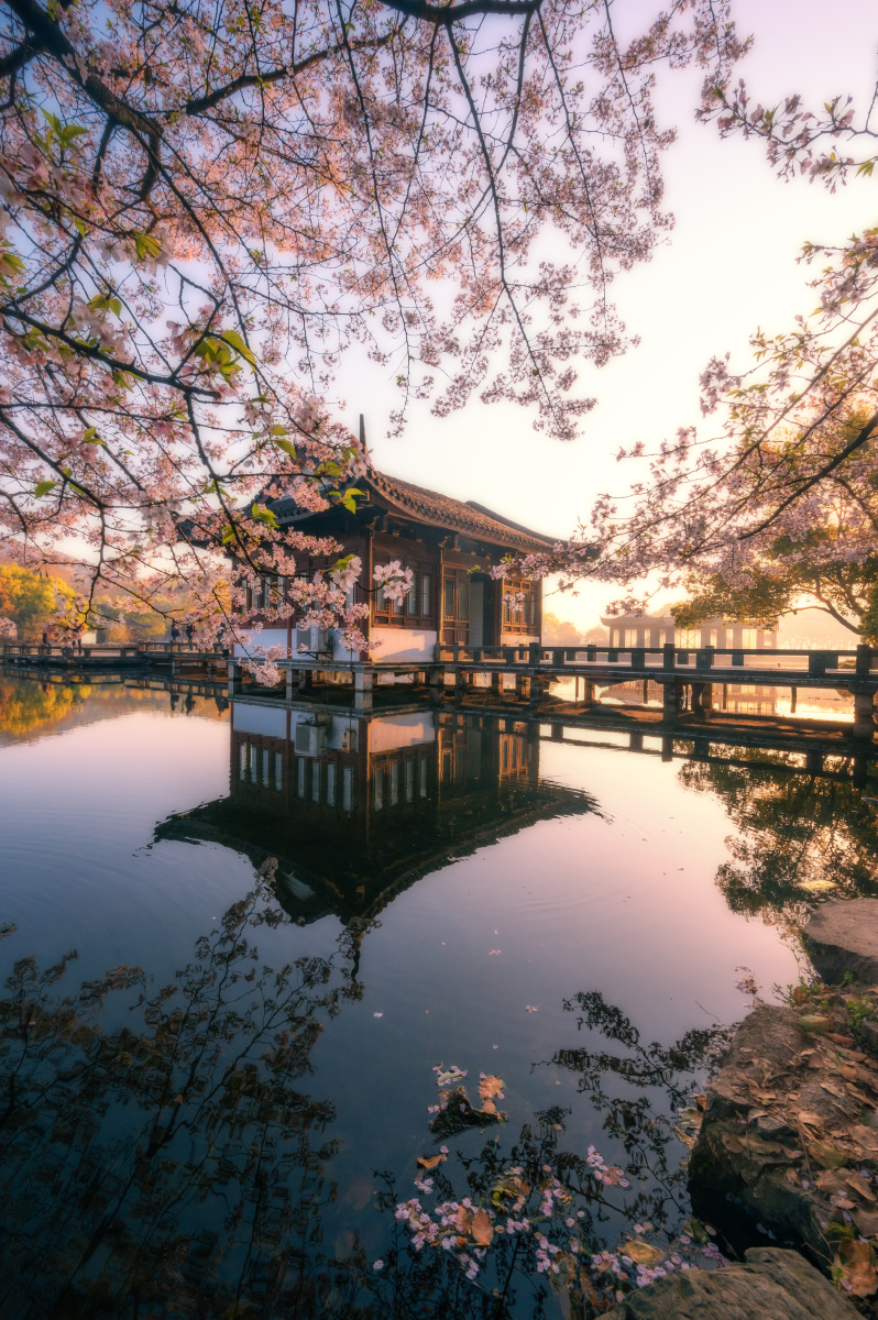 西湖春景曲院风荷樱花