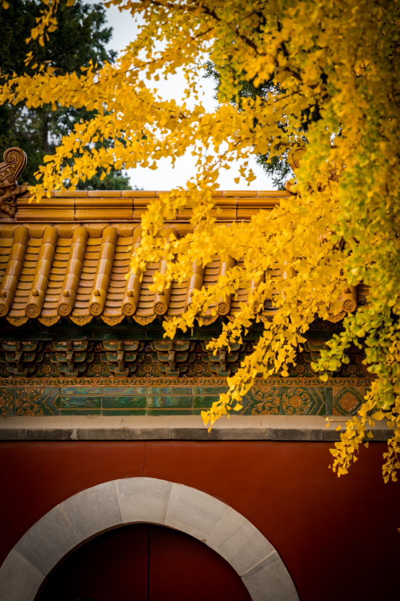 故宫秋色北京银杏秋天延禧宫