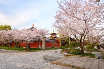 DSC_3393-编辑