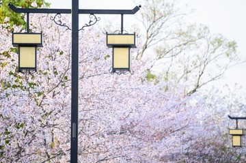 DSC_3321-编辑