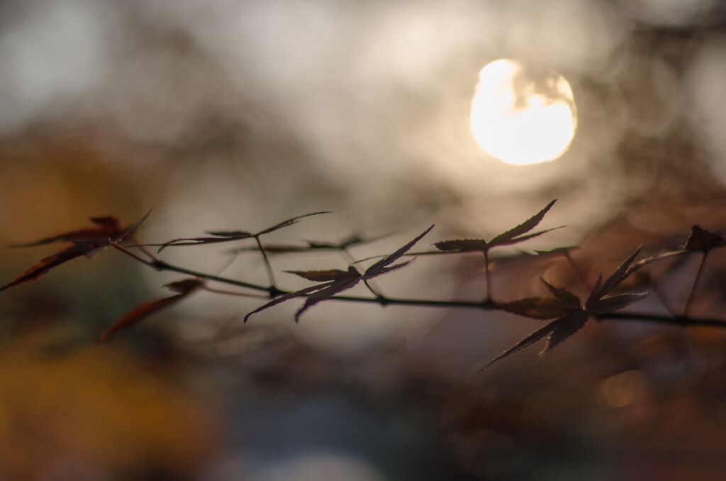 夕阳下的枫树枝