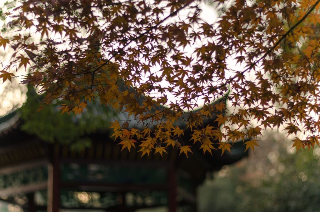 停车坐爱枫林晚
