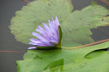 DSC_0750.jpg