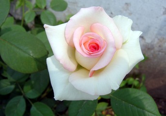 rose-1