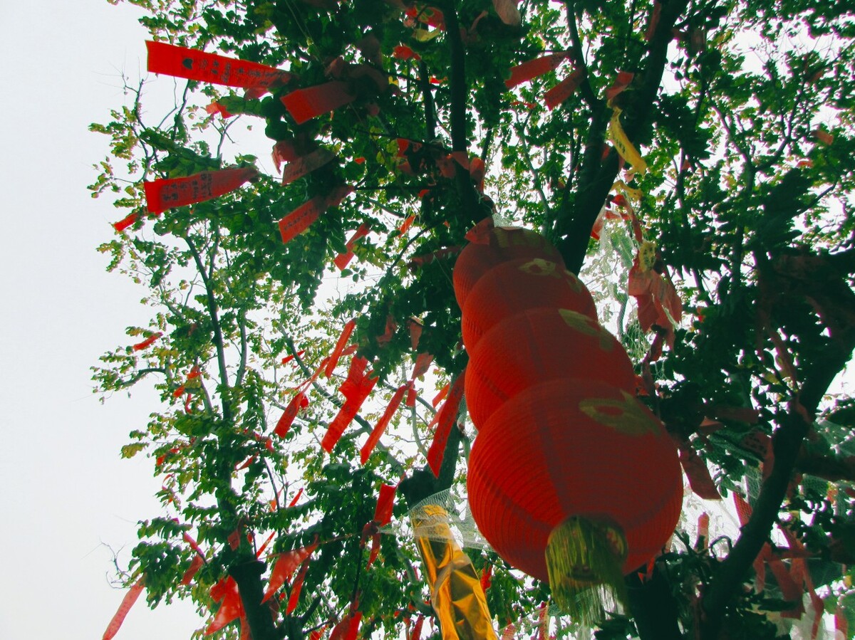 凤山妈祖祈福树下