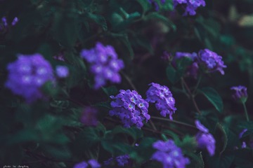 2150194